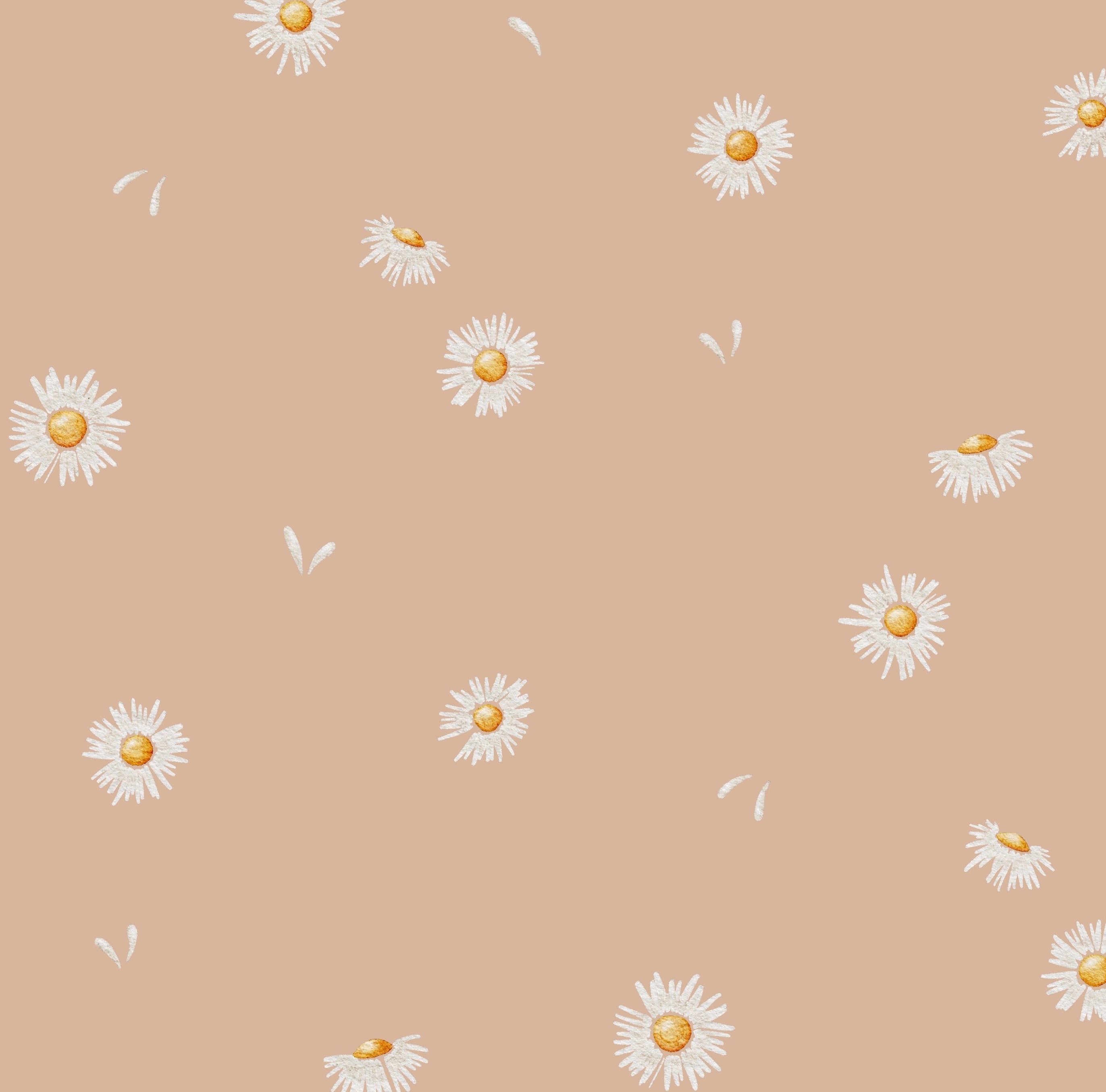 pâquerette rose