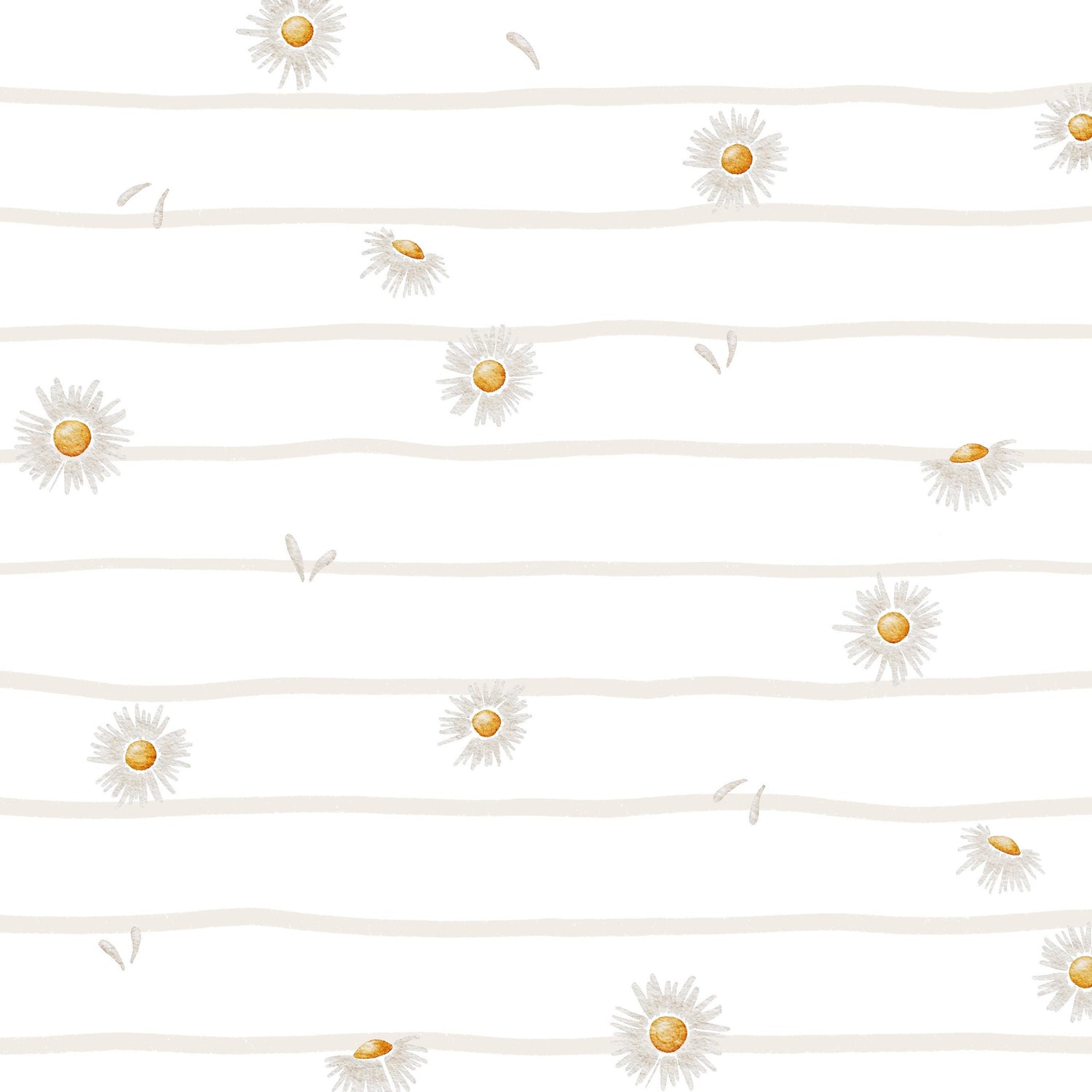 Lignes de pâquerettes
