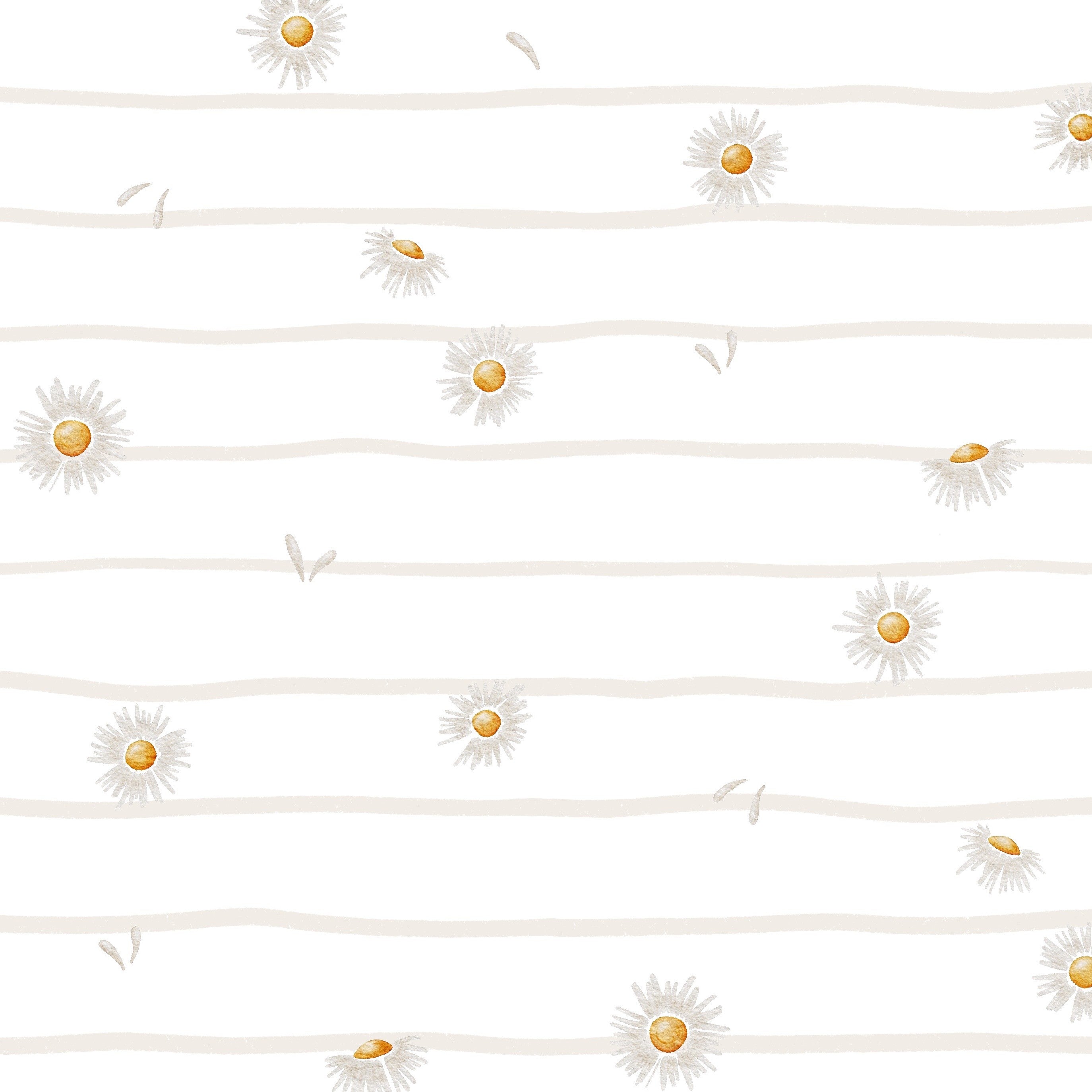 Lignes de pâquerettes