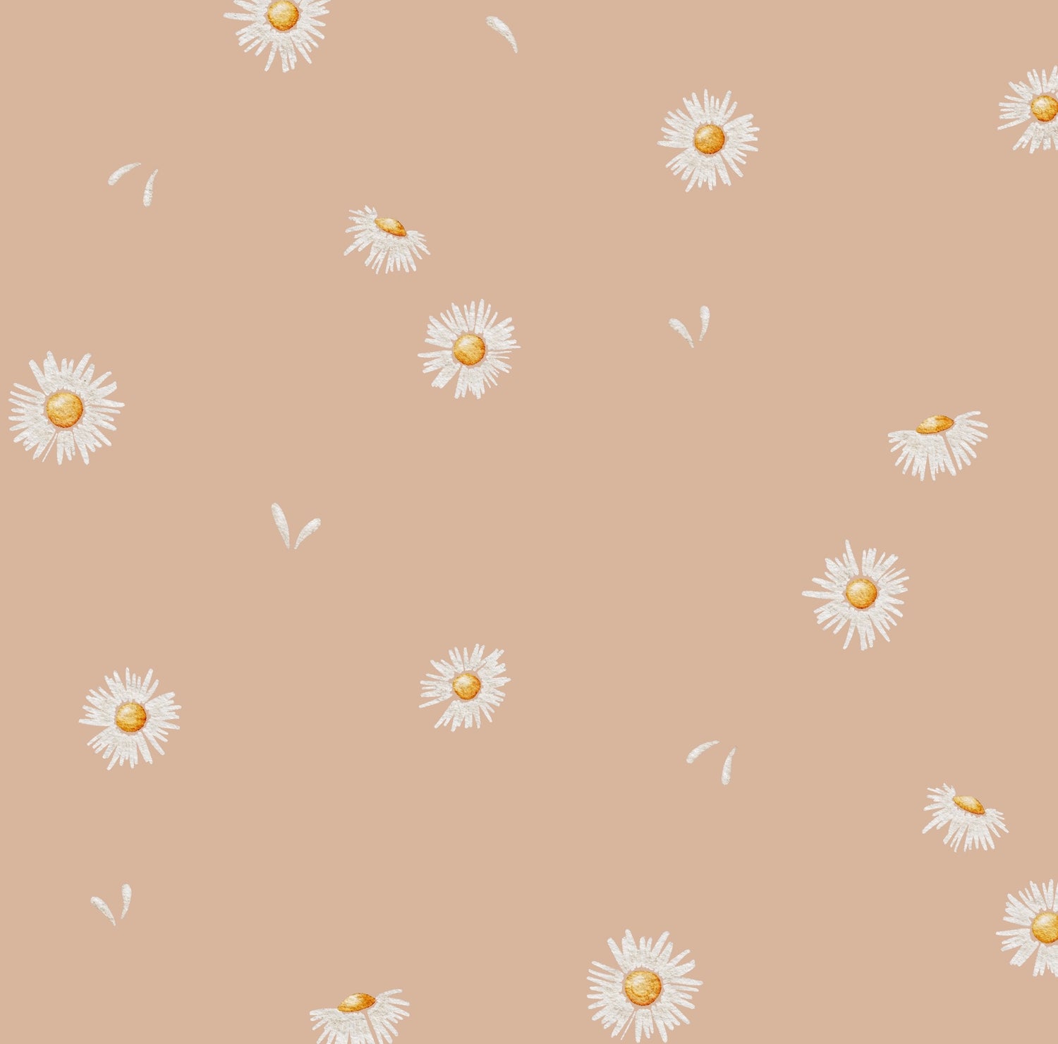 pâquerette rose
