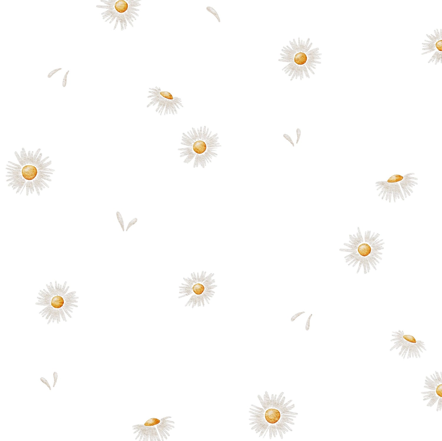 Pâquerette blanche